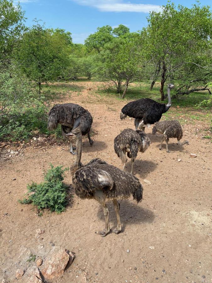 Birdsong Kruger Villa Marloth Park Exterior photo